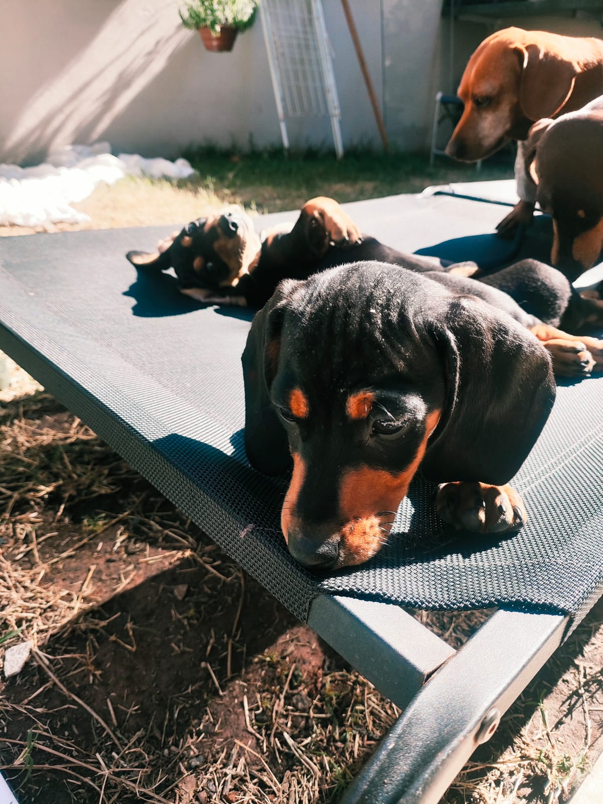 Filhote de Dachshund olhando para cima