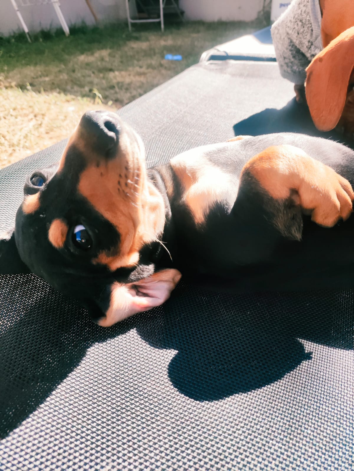 Filhote de Dachshund - capa do vídeo de apresentação