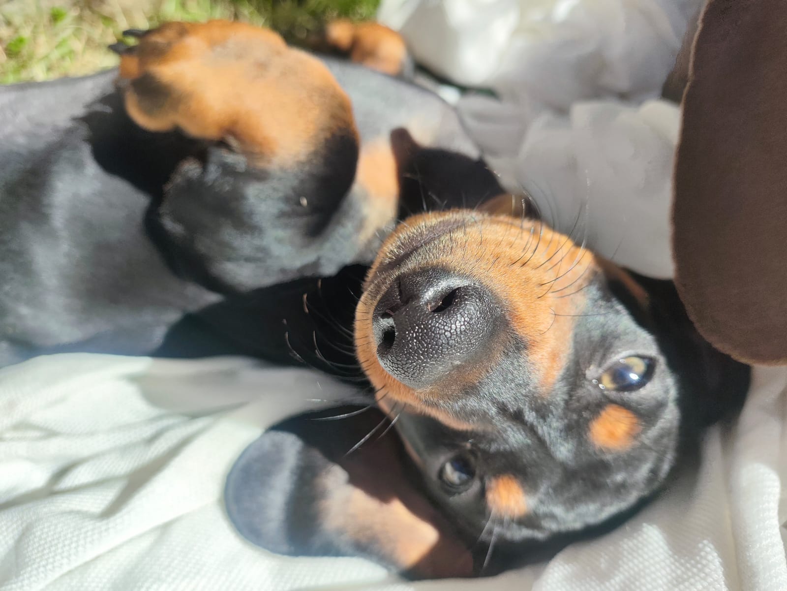 Filhote de Dachshund deitado de barriga para cima
