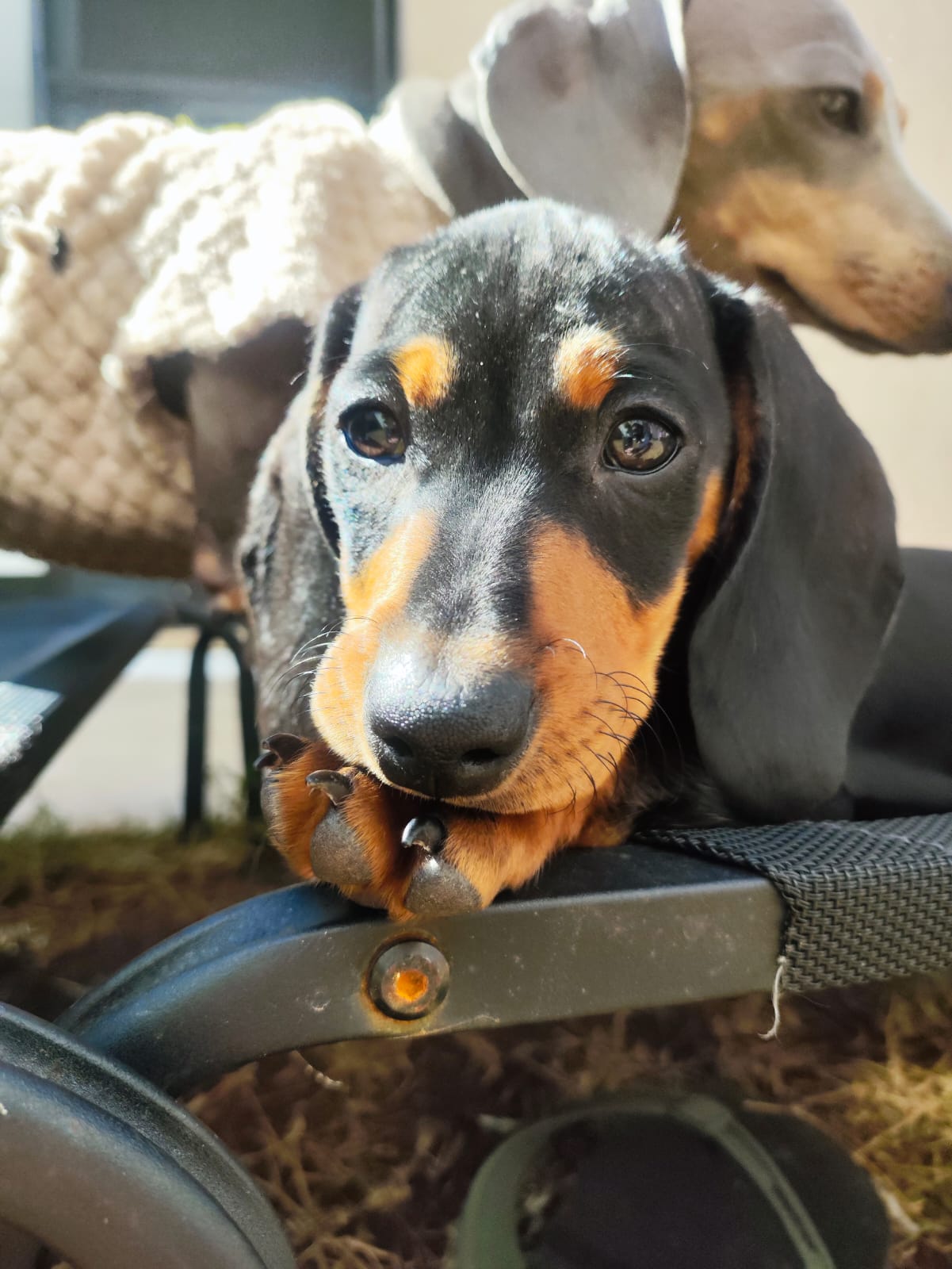 Filhote de Dachshund brincando no chão