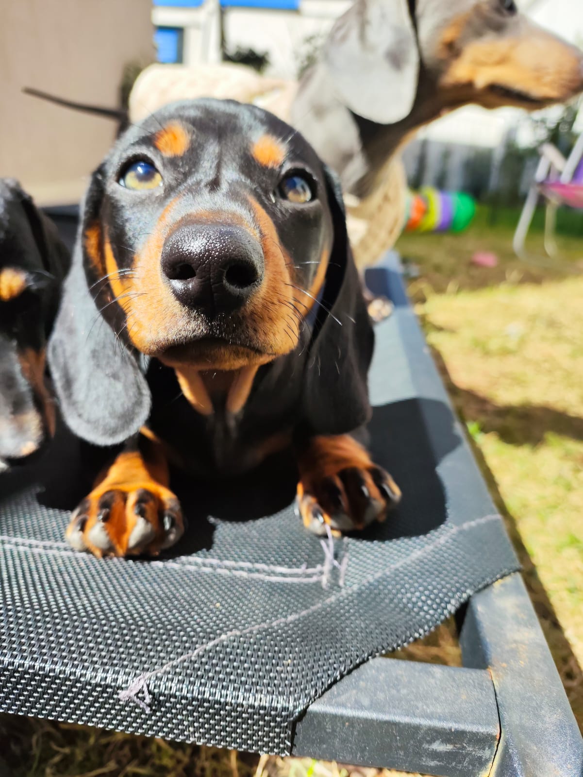 Dois filhotes de Dachshund juntos em Suzano SP